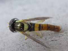 Sphaerophoria menthastri