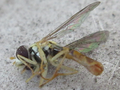Sphaerophoria menthastri