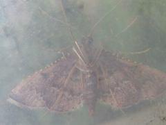 Tegulifera bicoloralis