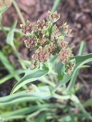 Bupleurum americanum
