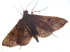 Tegulifera bicoloralis