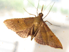 Tegulifera bicoloralis