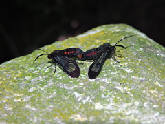 Lepidoptera