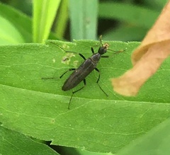 Cephaloon lepturides