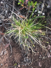 Carex rossii
