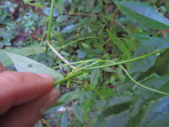 Fabaceae