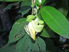 Fabaceae