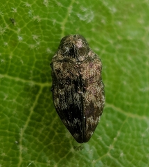 Brachys ovatus