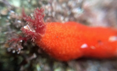 Lissothuria nutriens