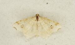 Macaria notata