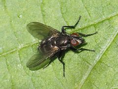 Rhinomorinia sarcophagina