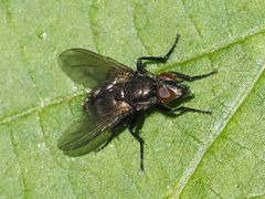 Rhinomorinia sarcophagina