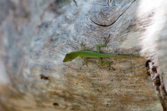 Anolis allisoni