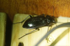 Calosoma macrum