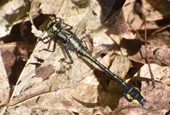 Gomphurus ventricosus