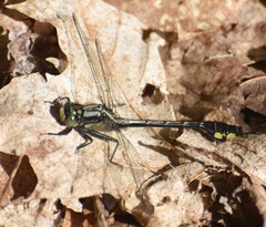 Gomphurus ventricosus