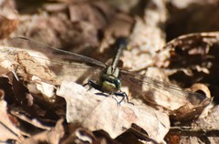 Gomphurus ventricosus