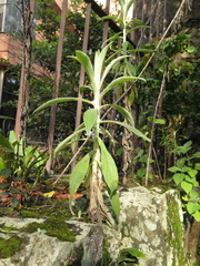 Pseudognaphalium elegans