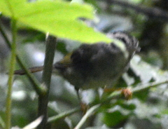Basileuterus melanotis