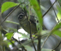Basileuterus melanotis