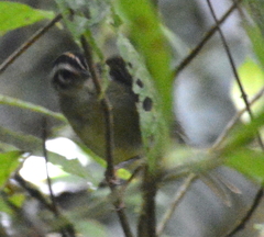Basileuterus melanotis