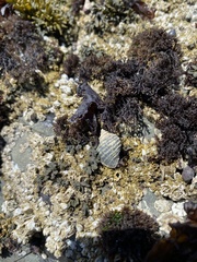 Nucella canaliculata