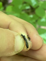 Xiphydriidae