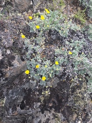Potentilla crebridens hemicryophila