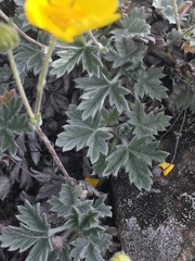 Potentilla crebridens hemicryophila