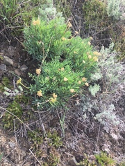 Podistera yukonensis