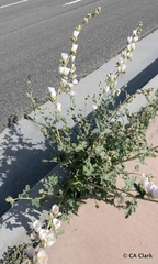 Sphaeralcea ambigua rosacea
