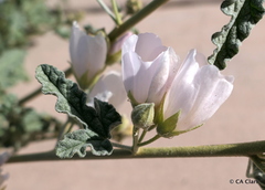 Sphaeralcea ambigua rosacea
