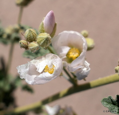 Sphaeralcea ambigua rosacea