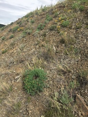 Podistera yukonensis