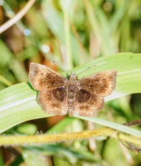 Staphylus hayhurstii