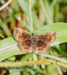 Staphylus hayhurstii