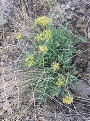 Podistera yukonensis
