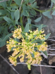 Podistera yukonensis