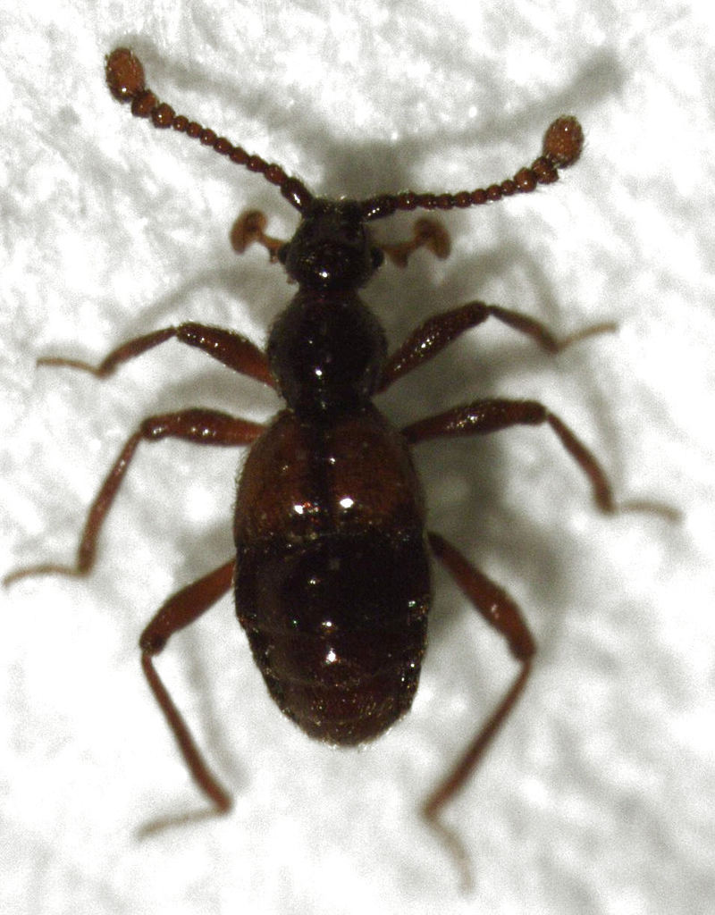Zeatyrus