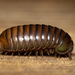 Southern African Pill Millipedes - Photo (c) Jessica Myburgh, some rights reserved (CC BY-NC), uploaded by Jessica Myburgh