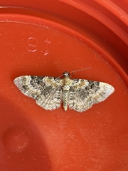 Eupithecia pulchellata