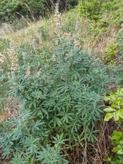 Lupinus albicaulis