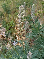 Lupinus albicaulis