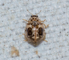 Psyllobora bicongregata