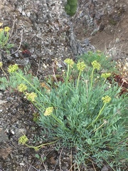 Podistera yukonensis