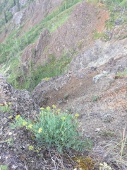 Podistera yukonensis