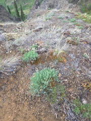 Podistera yukonensis