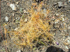 Cuscuta brachycalyx