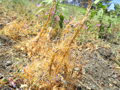 Cuscuta brachycalyx