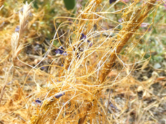 Cuscuta brachycalyx